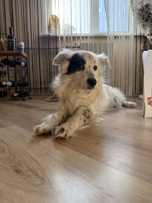 Отдам кобеля в добрые руки