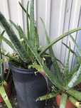 Cato Aloe Vera