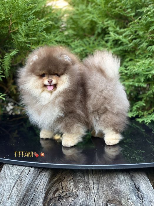 Кобели на вязку. Киев.