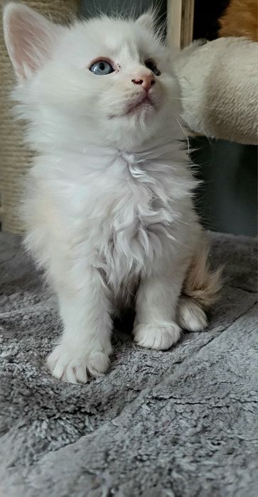 Kotka Maine Coon Coco FPL