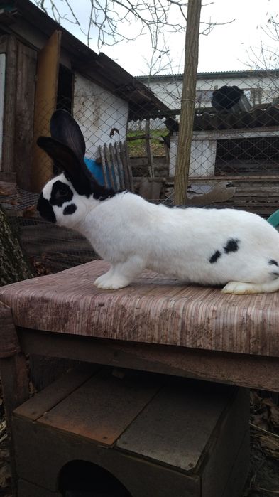 Кролі — Строкачі