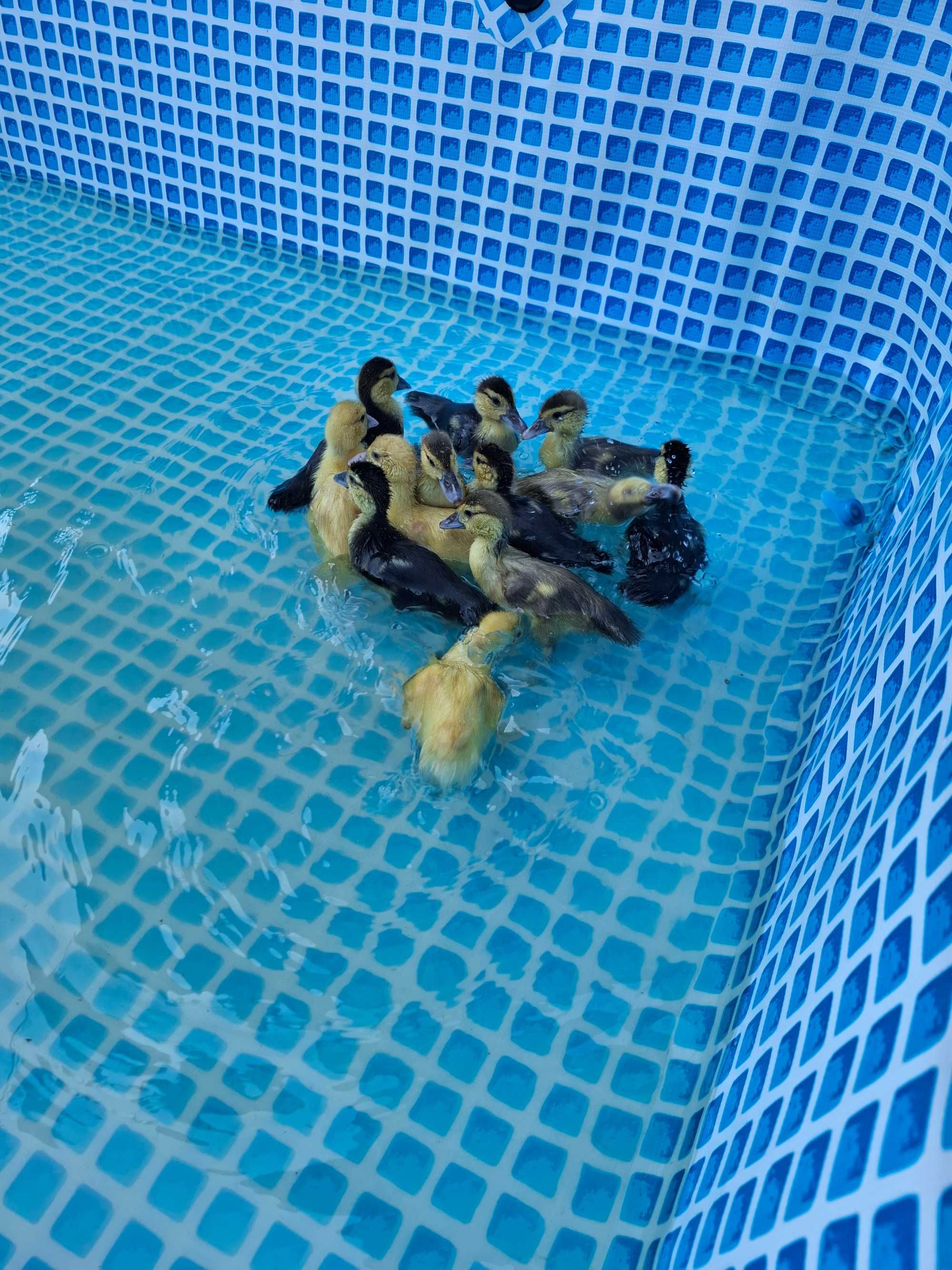 12 patos mudos (3 semanas)