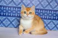 Щекастый, глазастый, плюшевый котик в красивом золотом окрасе