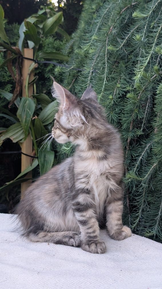 Szylkretka ZOE kotka Maine Coon. Zapraszamy