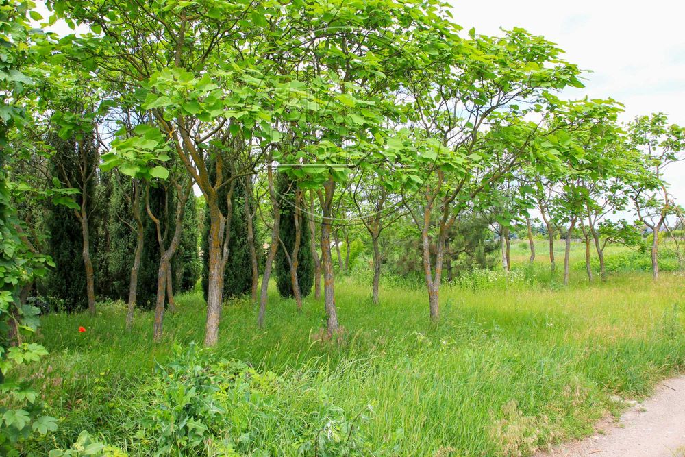 Продаж Ділянки під Будівництво Гореничі