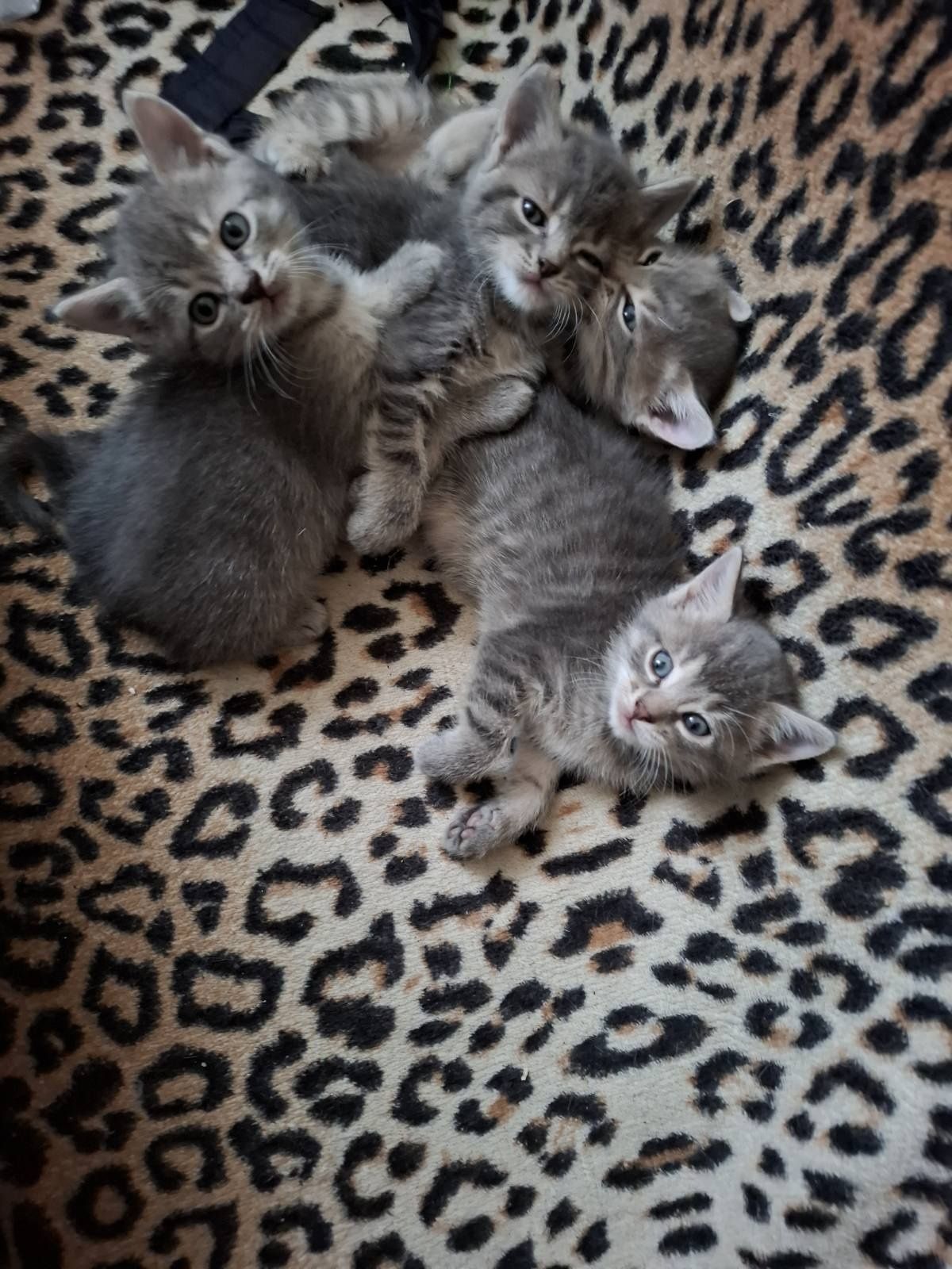Кошечка кошеня дівчинка сіра кот котёнок кошка полосаті