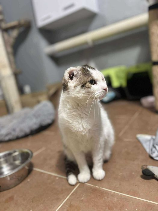 Maciuś szuka kochającego domu tymczasowego / stałego - kot do adopcji