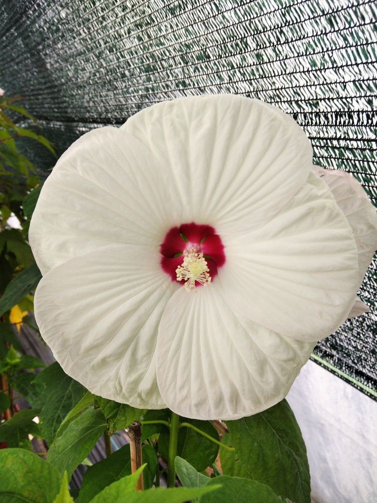 Hibiscus Bagienny Bylinowy XXL Ketmia Hibiskus