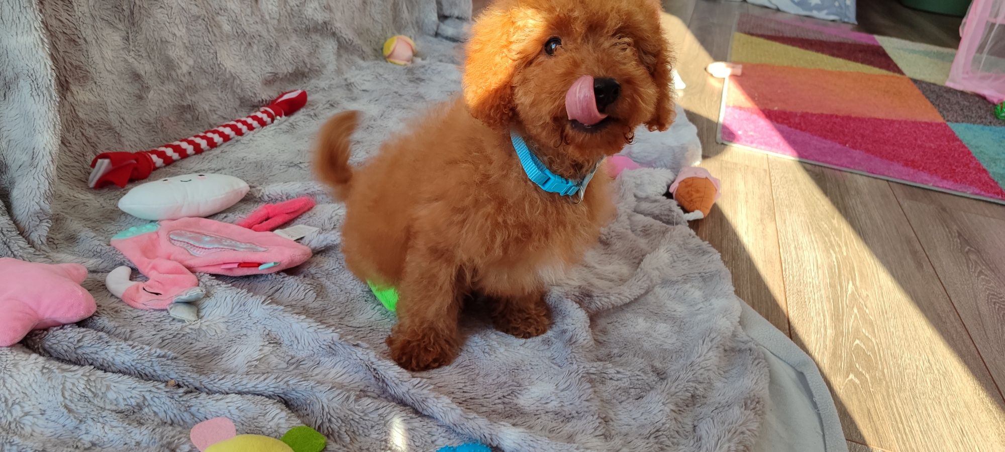 Cavapoo f1b Red cavalier pudel cavapoo