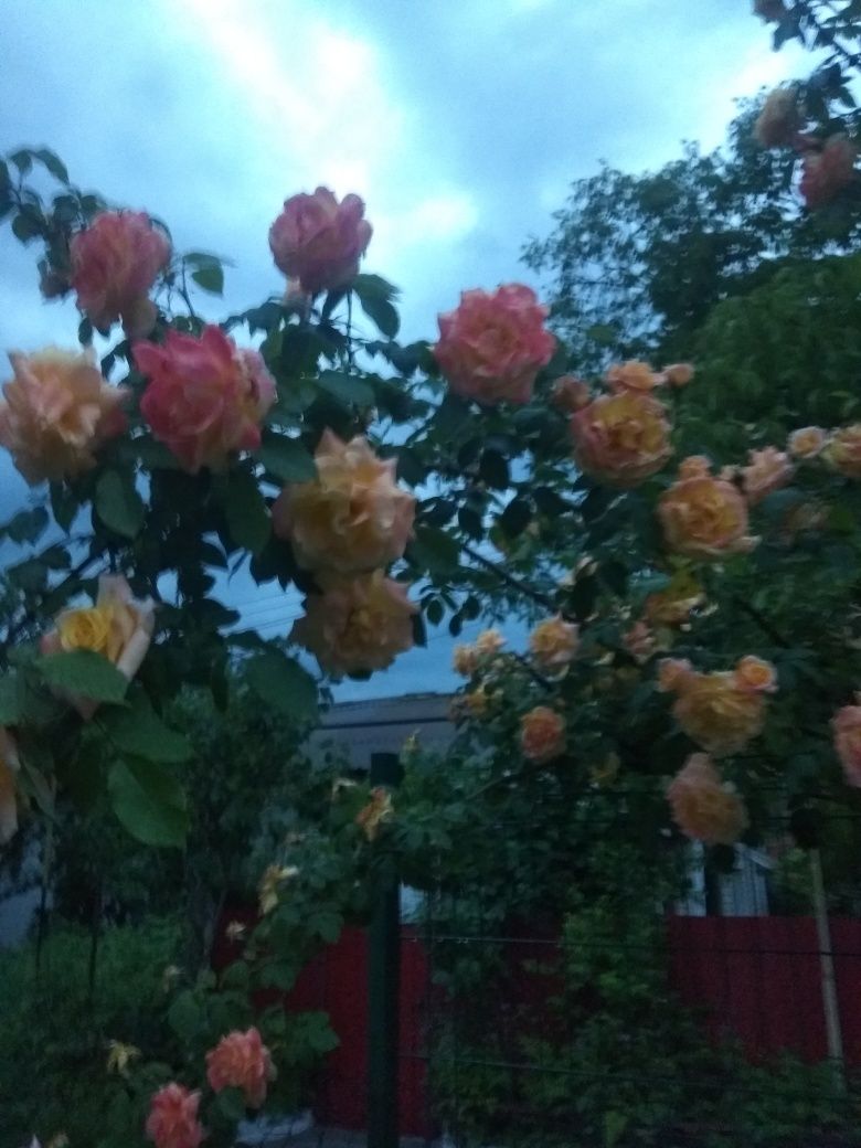 Роза плетистая Саженцы сортовых вьющихся роз