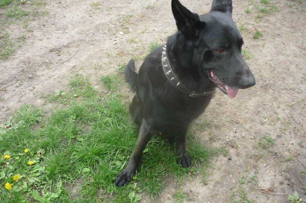 Вязка  чорна  Восточно європейська вівчарка .