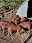 Leitão Duroc puro