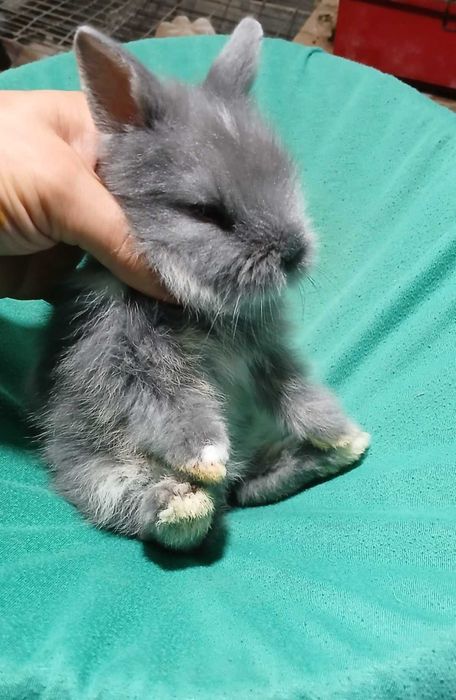 Декоративний кролик, карликовий кролик