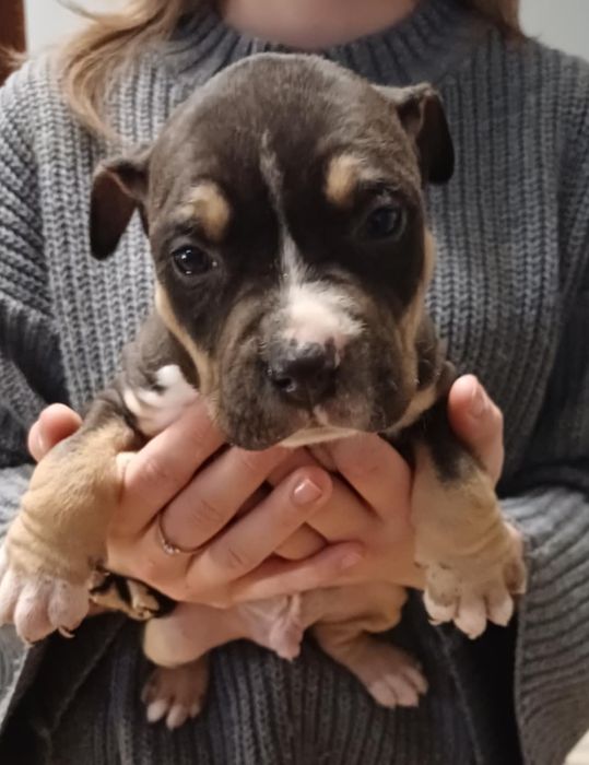 Szczeniak American Staffordshire Terrier