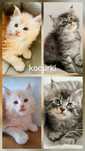 Maine coon Rezerwacja na Maine coon