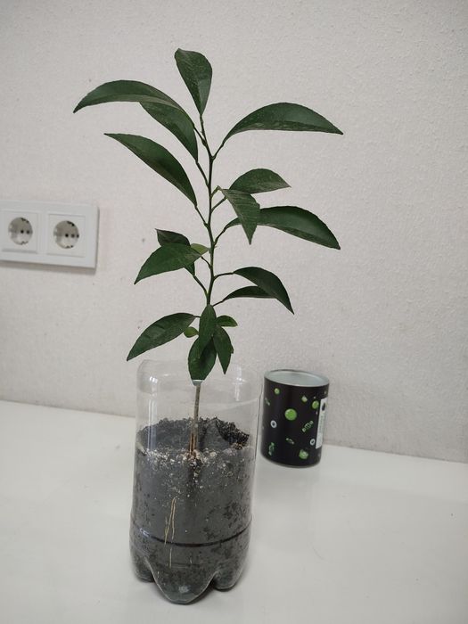 Лимон лимонне дерево 1 рік