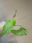 Begonia coralina de lucerna