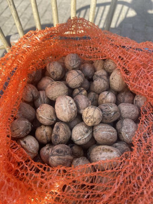 Orzechy wloskie tegoroczne