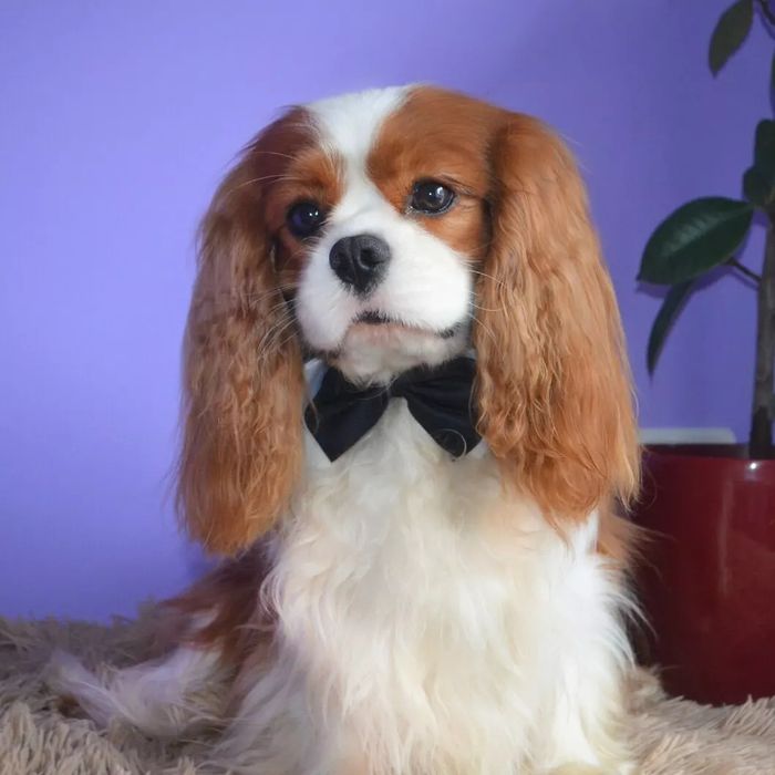 Кавалер Кинг Чарльз спаниель, вязка титулованный кобель.