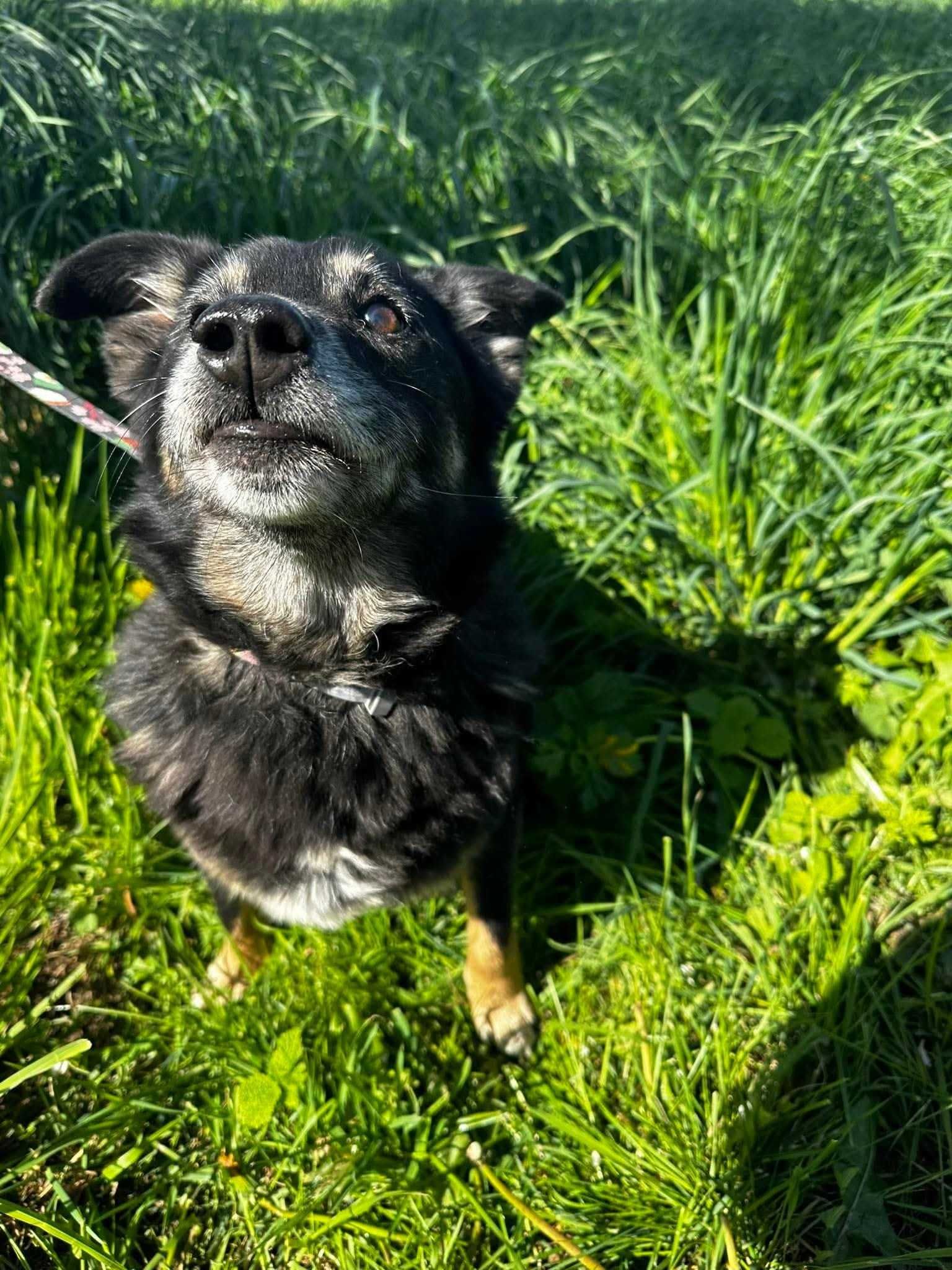 Adoptuj psiego przyjaciela