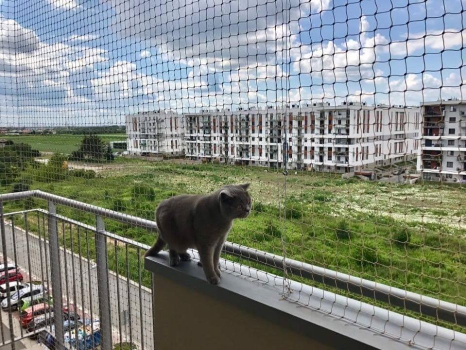 Bezpieczeństwo Twojego kota. Siatka na balkon, okno