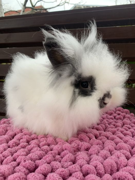 Декоративний кролик ангора. Ангоровий кролик.