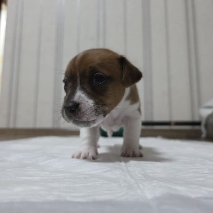 Цуценя Джек Рассел тер'єр