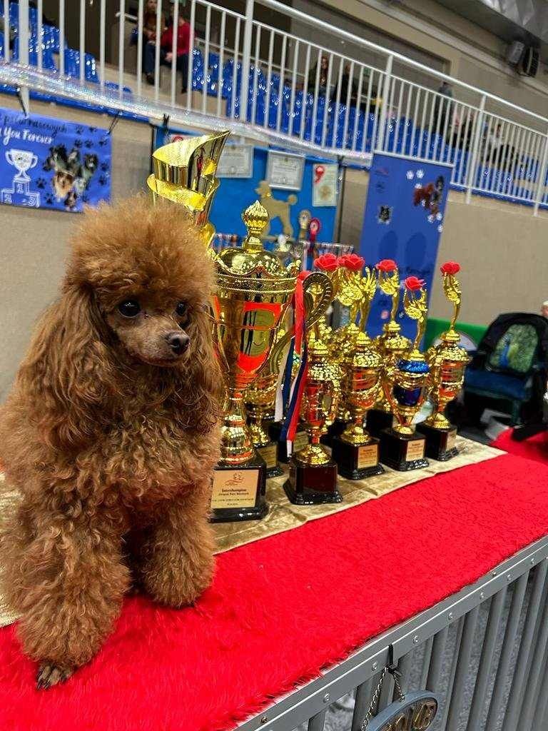 Pudel miniaturowy piesek z badaniami po Championach