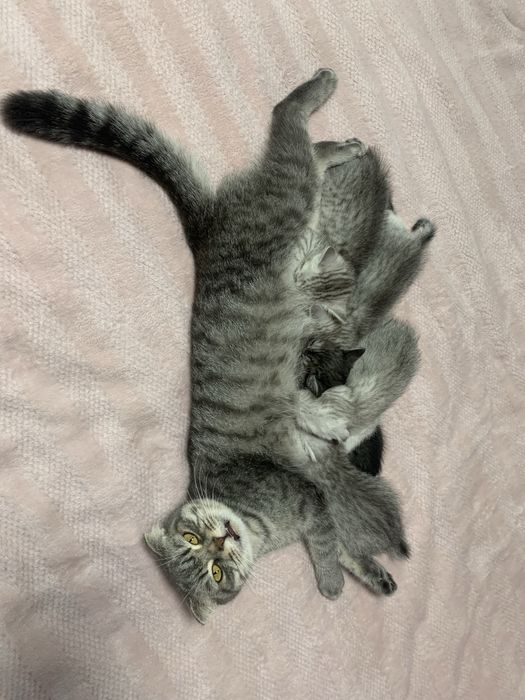 Перетримка , виховання , перевиховання кошенят