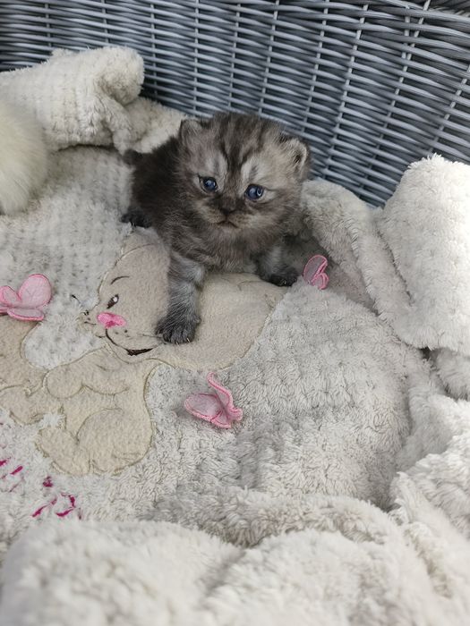 Kocurek pręgowany silver tabby