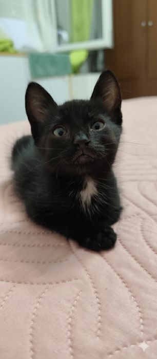 Gatinho bebé laranja para Adoção consciente.
