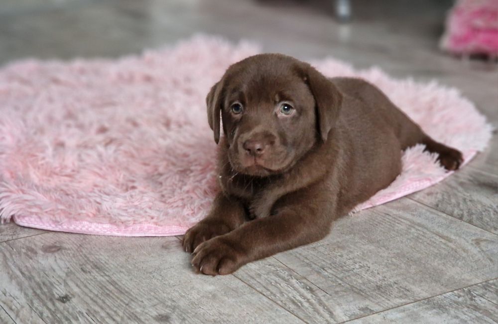 Labrador retriever szczeniak z rodowodem