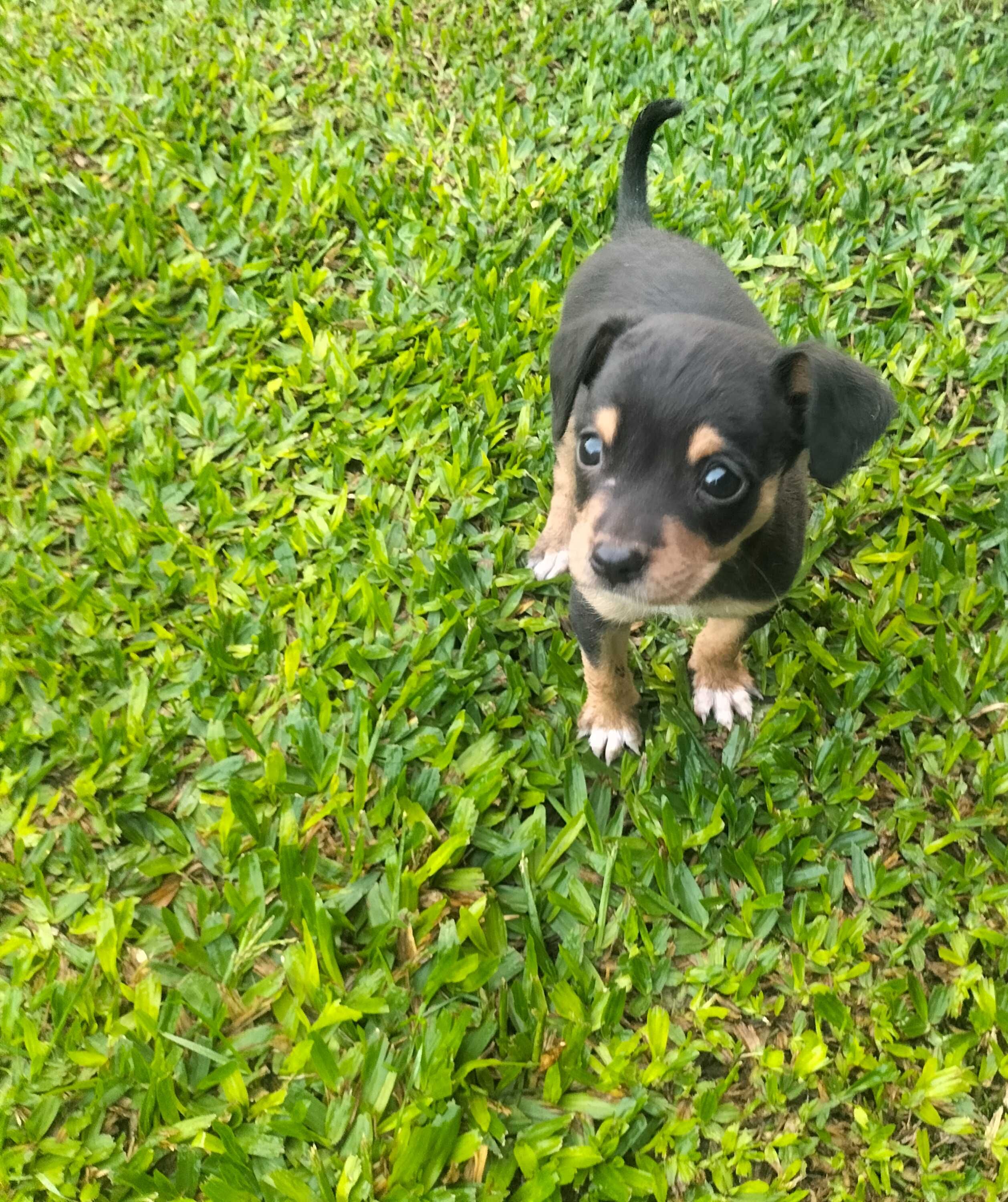 Pinscher fêmea afogueada