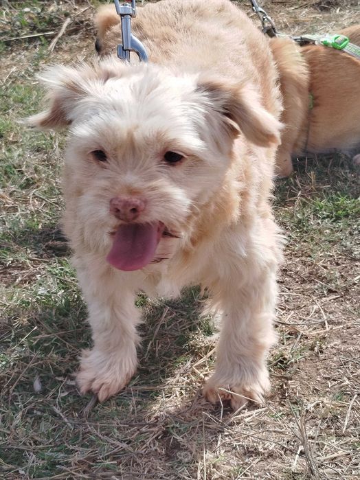 Goldie - cão pequeno para adoção