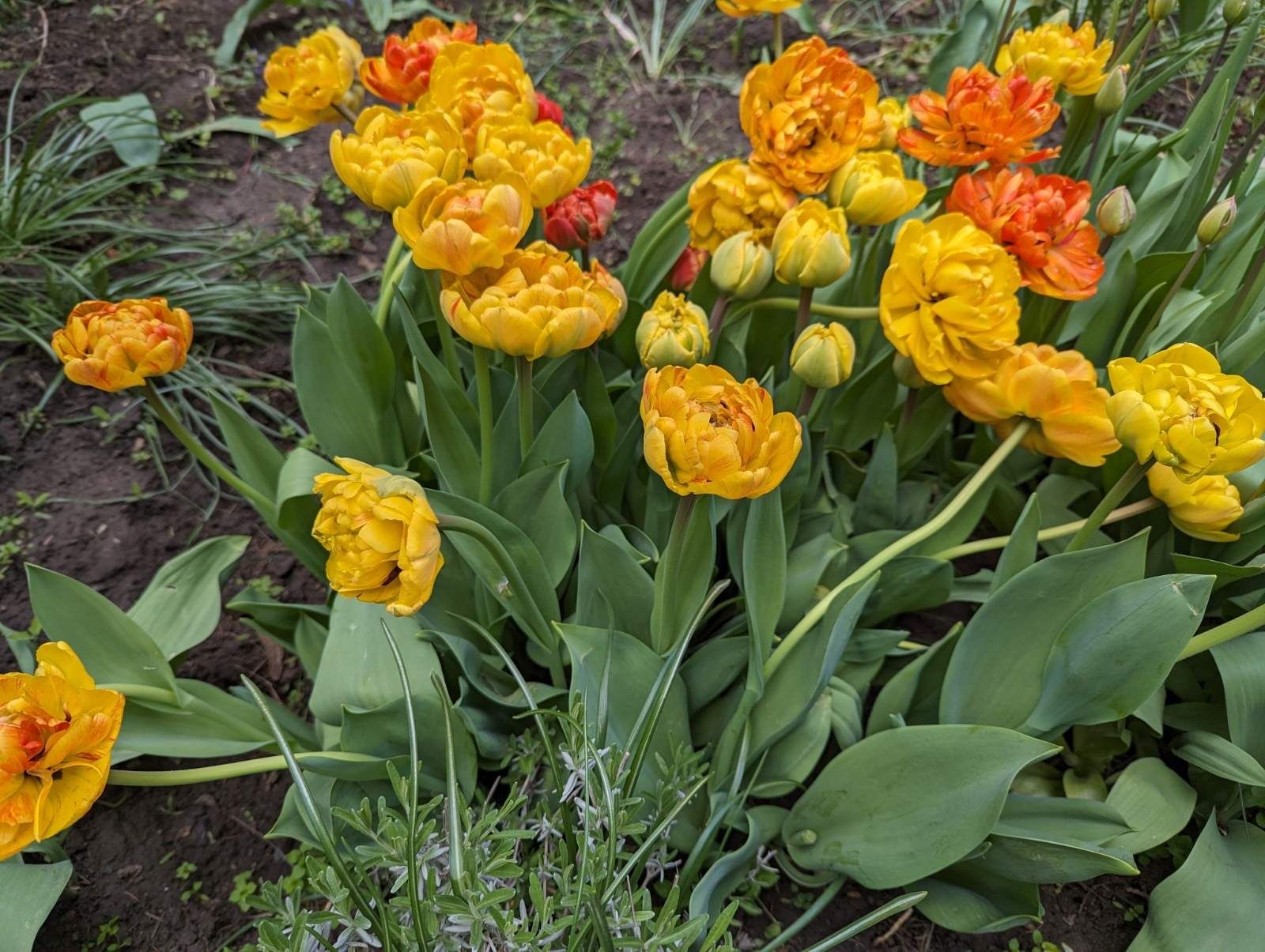 Махрові та отороченні тюльпани голандська селекція
