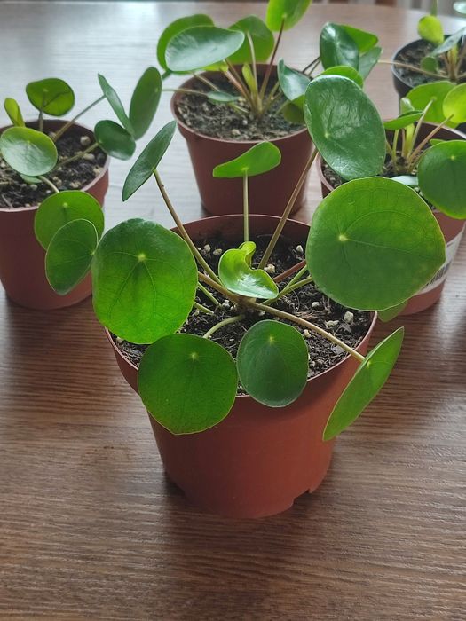 Pilea Peperomiowata Pieniążek