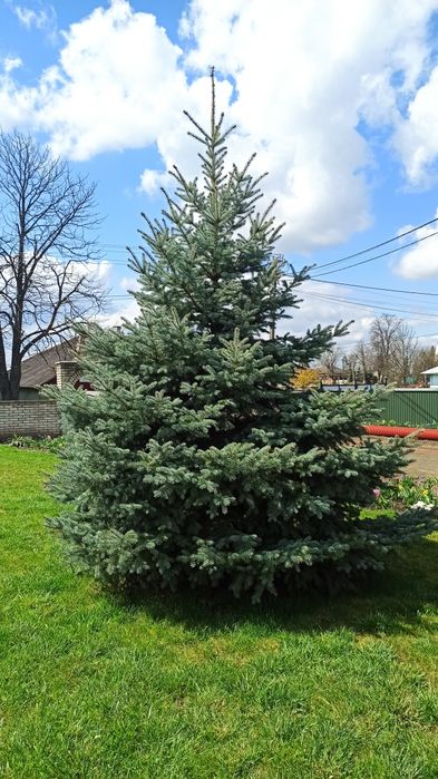 4 метри Голуба ялинка