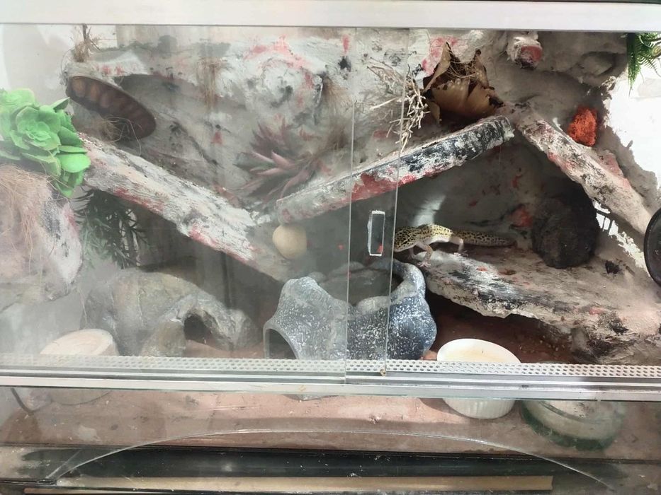 Eublefar lamparci + terrarium