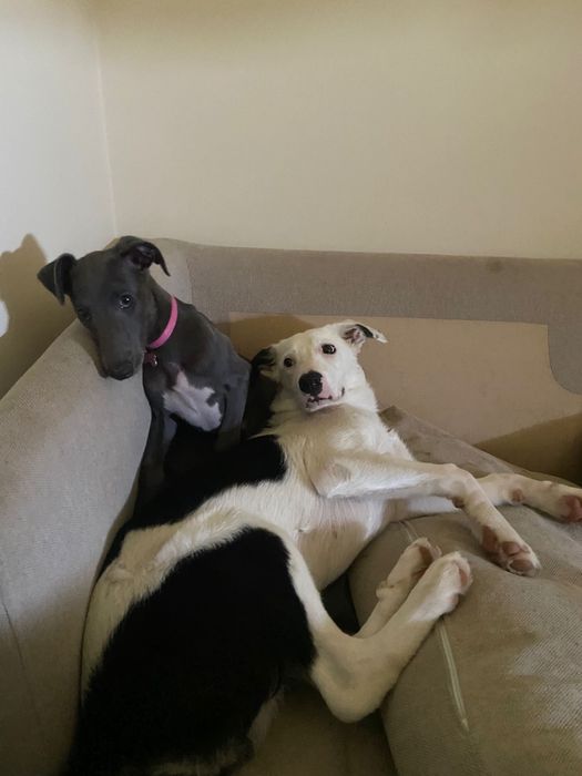 Pet sitter/ Dog Walking/ Dog Bath