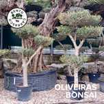 Oliveira tipo Bonsai