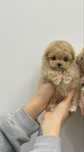 Caniche Toy Macho Apricot