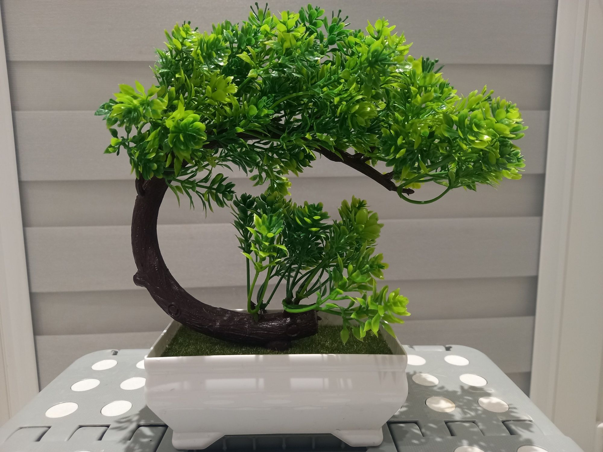 Niespotykane drzewko BONSAI