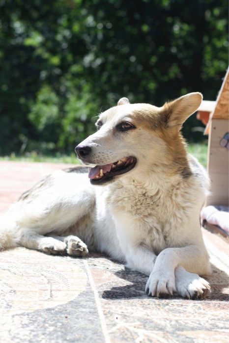 Jacky szuka odpowiedzialnego domu