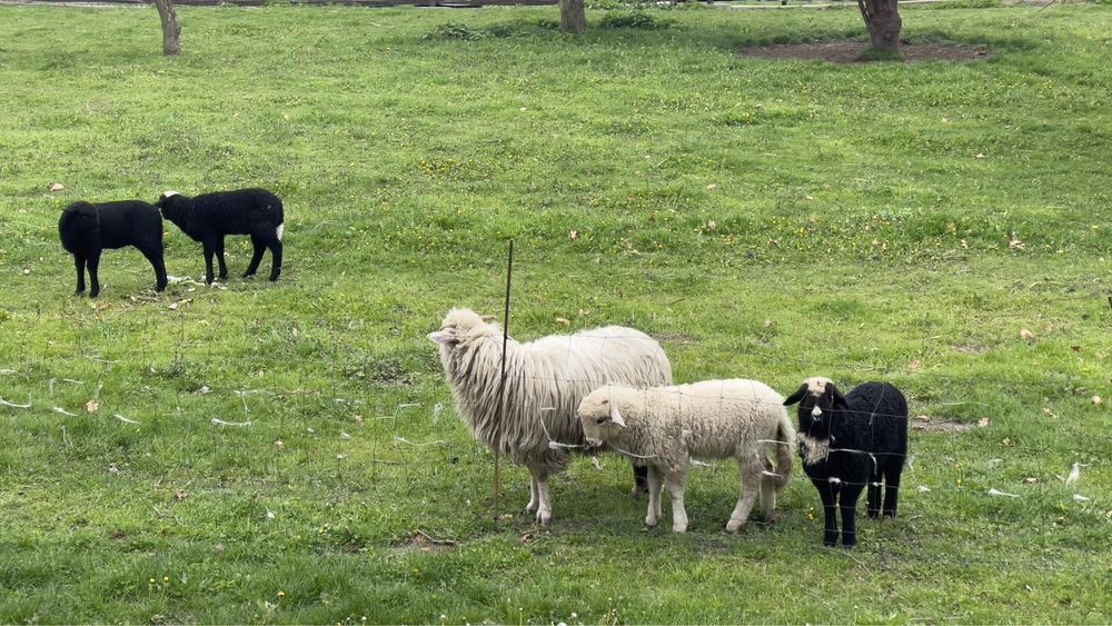 Jagnieta , owce , tryki tegoroczne z marca. Cena za 1szt