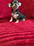 Chihuahua piesek