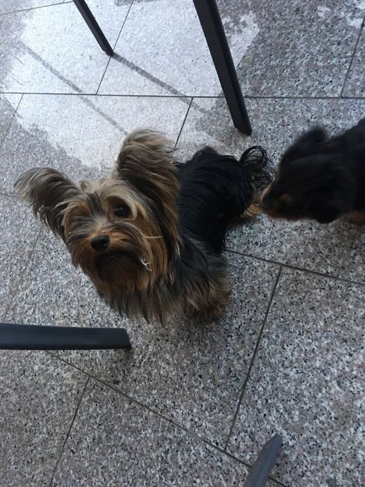 York Yorkshire terrier chip paszport wyprawka