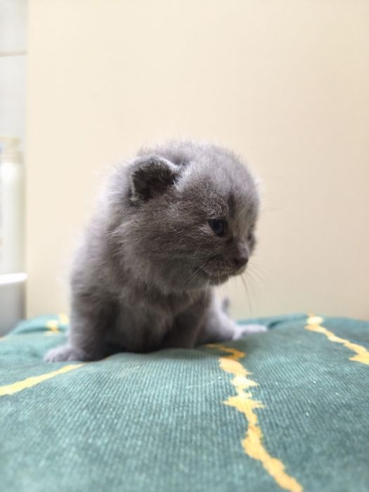 Koty Brytyjskie, rodowód, grudzień odbiór, blue