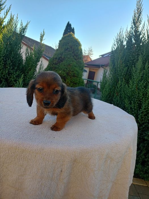 Suczka jamnik długowłosy