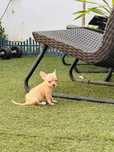 Chihuahua pelo curto