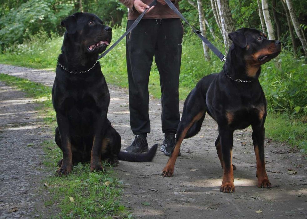 Suczka rottweiler